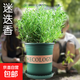 驅蚊植物吃蚊子驅蟲(chóng)草迷迭香豬籠草植物盆栽花卉防蚊綠植香草 迷迭香+加侖盆送底托