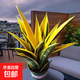 黃金虎皮蘭盆栽稀有虎尾蘭多肉植物盆景新房室內吸甲醛綠植 精品黃金蘭20-25公分(一盆3顆)