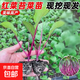 高產(chǎn)耐熱耐寒紅菜苔秧西藍苔秧苗穴盤(pán)苗帶土發(fā)貨蔬菜苗 紅菜苔秧苗 20棵