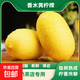 廣東香水黃檸檬新鮮水果檸檬精選皮薄檸檬奶茶飲品店無(wú)籽美白 單果6粒（70-120g）