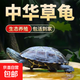 【家養烏龜】中華草龜長(cháng)壽龜金線(xiàn)墨龜觀(guān)賞珍珠龜寵物水龜小烏龜 中華草龜10-12厘米 情侶2只