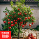 石榴樹(shù)樹(shù)苗突尼斯軟無(wú)籽特大甜果苗盆栽老樁嫁接四季庭院南方種植 熱銷(xiāo)：1.8cm粗【買(mǎi)一送一】結果爆滿(mǎn)