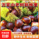 山東沂蒙山新鮮板栗當季農家栗子甜糯可口新鮮蔬菜生鮮可生吃 中果 250g 凈重