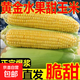 新鮮甜糯水果玉米當季現摘帶殼非轉基因軟糯現掰農家糯玉米大棒 300g水果玉米5棒