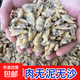 大號花甲肉無(wú)冰無(wú)沙新鮮速凍帶黃蛤喇肉新鮮海產(chǎn)品產(chǎn)地現發(fā)包郵 鮮凍花甲肉200克*1袋