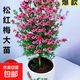 【帶花苞發(fā)】澳洲松紅梅花松雪梅耐寒植物盆栽好養花庭院陽(yáng)臺花卉 松紅梅五年苗高度40-50滿(mǎn)樹(shù)花苞 【基地直銷(xiāo)  質(zhì)量保證】【全部帶花苞】