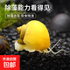 黃金螺活體寵物飼料除藻魚(yú)觀(guān)賞螺清潔魚(yú)缸吃魚(yú)糞便淡水專(zhuān)用工具螺 黃金螺2-3cm3個(gè)/送2個(gè)備損