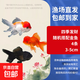 紅獅金魚(yú)國師魚(yú)冷水魚(yú)金魚(yú)活魚(yú)淡水錦鯉活體好養耐活不加溫觀(guān)賞魚(yú) 四季發(fā)財_3-5cm隨機搭配金魚(yú)4條