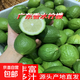 廣東香水檸檬新鮮檸檬奶茶店專(zhuān)用香水檸檬水果產(chǎn)地源頭直發(fā) （帶箱9斤）香水檸檬單果70g起