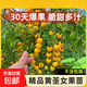 矮生盆栽櫻桃小番茄苗西紅柿圣女果苗蔬菜帶果菜苗種子菜苗 黃圣女果苗【6棵送營(yíng)養液】
