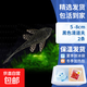 魚(yú)缸清道夫清潔工吃糞便淡水觀(guān)賞魚(yú)好養耐活垃圾魚(yú)熱帶冷水工具魚(yú) 5-8cm黑色清道夫2條