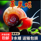 蘋(píng)果螺鮮活迷你除藻螺觀(guān)賞除藻神器套餐清潔凈魚(yú)缸 蘋(píng)果螺1-2cm 10個(gè)/送5個(gè)備損