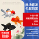 紅獅金魚(yú)國師魚(yú)冷水魚(yú)金魚(yú)活魚(yú)淡水錦鯉活體好養耐活不加溫觀(guān)賞魚(yú) 十全十美_3-5隨機搭配金魚(yú)10條