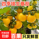 矮生盆栽櫻桃小番茄苗西紅柿圣女果苗蔬菜帶果菜苗種子菜苗 矮生黃番茄苗【3棵】