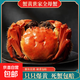 【全母】大閘蟹精品現貨當日發(fā)貨大閘蟹母蟹蟹黃包郵 全母3.0-3.2兩8只