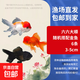 紅獅金魚(yú)國師魚(yú)冷水魚(yú)金魚(yú)活魚(yú)淡水錦鯉活體好養耐活不加溫觀(guān)賞魚(yú) 六六大順_3-5cm隨機搭配金魚(yú)6條