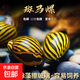 斑馬螺除藻螺清魚(yú)缸清潔螺彩蛋螺大號混養斑馬螺魚(yú)缸凈化清潔魚(yú)缸 斑馬螺1-2cm 3個(gè)/送2個(gè)備損