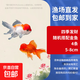 紅獅金魚(yú)國師魚(yú)冷水魚(yú)金魚(yú)活魚(yú)淡水錦鯉活體好養耐活不加溫觀(guān)賞魚(yú) 四季發(fā)財_5-8cm隨機搭配金魚(yú)4條