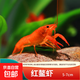 鰲蝦觀(guān)賞蝦淡水冷水族耐活體寵物紅白藍色小龍蝦火山原生天空藍魔 紅金鰲蝦3-4cm 1只