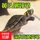 黃頭側頸龜黃耳深水吃魚(yú)糞觀(guān)賞清潔魚(yú)缸忍者神龜頭苗活體圓澳寵物 3-5cm黃頭側頸龜1只帶卡
