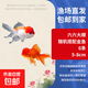 紅獅金魚(yú)國師魚(yú)冷水魚(yú)金魚(yú)活魚(yú)淡水錦鯉活體好養耐活不加溫觀(guān)賞魚(yú) 六六大順_5-8cm隨機搭配金魚(yú)6條