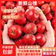 新鮮山楂果酸甜可口現摘現發(fā)自然成熟壞果包賠酸甜粉糯新鮮水果 新鮮山楂 帶箱5斤