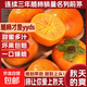 脆皮柿子 新鮮現摘 中秋佳品 特大果 白糖心 巧克力脆柿 脆柿子 單果(100-150g) 帶箱2斤 7-10個(gè)
