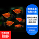 米奇魚(yú)觀(guān)賞魚(yú)小魚(yú)活體觀(guān)賞魚(yú)熱帶魚(yú)小型淡水好養孔雀魚(yú)瑪麗魚(yú)飼料 招財紅米奇魚(yú)1-3cm10條/送2條防損