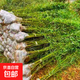 竹子苗庭院室內外觀(guān)賞盆栽黃金竹羅漢竹紫竹苗毛青竹帶土四季 青竹 約1cm粗*5棵