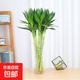 文昌竹帶根觀(guān)音竹荷花竹富貴竹水培植物凈化空氣辦公室內水養綠植 文昌竹4支(50-60cm) 裸根不帶土