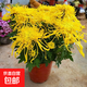 菊花盆栽特大苗帶花苞國華四季菊祭鮮花九月菊繡球大花耐寒綠植物 【大花絲菊】黃絲-帶花苞發(fā) 原盆原土