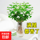 茉莉花水培植物盆栽帶花苞辦公室內桌面好養懶人綠植水養花卉 水培茉莉1盆【6年苗3顆】+液 不含盆