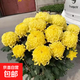 菊花盆栽特大苗帶花苞國華四季菊祭鮮花九月菊繡球大花耐寒綠植物 【大花型】黃繡球-帶花苞發(fā) 原盆原土
