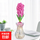 進(jìn)口風(fēng)信子種球水培植物四季耐寒水養土培冬季易種活室內花卉盆栽 【水培套裝】粉球+風(fēng)信子玻璃瓶