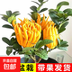 帶果佛手樹(shù)苗盆栽金華佛手柑盆景植物陽(yáng)臺庭院花卉綠植果樹(shù)苗 佛手5年大苗帶原土不帶果