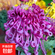 菊花盆栽特大苗帶花苞國華四季菊祭鮮花九月菊繡球大花耐寒綠植物 【大花絲菊】紫千絲-帶花苞發(fā) 原盆原土