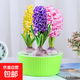 進(jìn)口風(fēng)信子種球水培植物四季耐寒水養土培冬季易種活室內花卉盆栽 【水培套裝】混色3球+3孔大圓盆