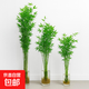 水培米竹室內盆栽植物水養觀(guān)音竹富貴竹南天竹客廳懶人高級感綠植 米竹10顆【25-35厘米】+營(yíng)養液 不含盆