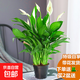 白掌綠植一帆風(fēng)順盆栽水培植物辦公室內花卉紅掌好養易活開(kāi)花 特級白掌2株【簡(jiǎn)易盆】+營(yíng)養液 含盆