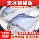 銀鯧魚(yú)8-10條/斤青島本地海捕船凍冷凍深海鯧魚(yú)新鮮無(wú)冰 生鮮魚(yú)類(lèi) 銀鯧魚(yú)1000g（8-10條/斤）