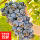 葡萄樹(shù)苖藍寶石爬藤巨峰葡萄苗陽(yáng)臺戶(hù)外庭院南北方種植當年結果苗 夏黑 5年苗【當年結果】