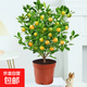 四季金桔樹(shù)苗盆栽帶果可食用室內客廳好養花卉綠植橘子樹(shù)盆景 金桔帶果40-50cm(原盆) 含盆