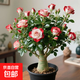 沙漠玫瑰盆栽重瓣帶花苞老樁大苗庭院陽(yáng)臺耐旱植物易養活當年開(kāi)花 沙漠玫瑰紅白魔女_當年開(kāi)花