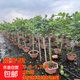 香水檸檬樹(shù)樹(shù)苗盆栽帶果可食用陽(yáng)臺庭院種植四季結果廣東青檸檬苗 香水檸檬樹(shù)1.6-1.7米【粗桿樁-大冠幅】