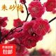 梅花樹(shù)苗庭院盆栽室外耐寒冬梅紅梅臘梅地栽開(kāi)花盆景四季花卉植物 朱砂梅2公分粗【當年開(kāi)花】