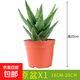 不夜城蘆薈盆栽室內桌面擺放好養活耐旱綠植新手入門(mén)盆景網(wǎng)紅多肉 大號蘆薈12-15厘米（簡(jiǎn)易盆栽好）+肥料