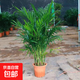 新房散尾葵鳳尾竹盆栽室內客廳大型綠植植物四季常青富貴椰花卉 散尾葵90-100CM8-12顆 【原土發(fā)貨】