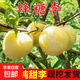 蜂糖李子樹(shù)苗嫁接特大晚熟脫骨青脆李子果樹(shù)苗南北方種三華李樹(shù)苗 5年苗【兩棵裝】（店長(cháng)推薦）品種留言 81cm(含)-110cm(含)