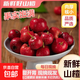 新鮮山楂果酸甜軟糯自然熟不催熟顆顆飽滿(mǎn)鮮山楂糖葫蘆雪球原料 山楂 帶箱5斤