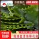 福建霞浦特厚鹽漬海帶花肩新鮮昆布無(wú)沙高泡火鍋商用批發(fā) 鹽漬海帶花肩1包100g